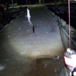 明石港のアジング・・・寒さに耐えかねて貧果のまま撤収