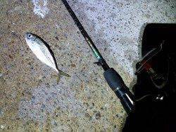 明石港アジング【潮にのせてのドリフトがベストでした！】