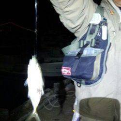 明石港アジング【潮にのせてのドリフトがベストでした！】