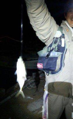 明石港アジング【潮にのせてのドリフトがベストでした！】