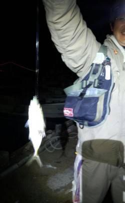 明石港アジング【潮にのせてのドリフトがベス…