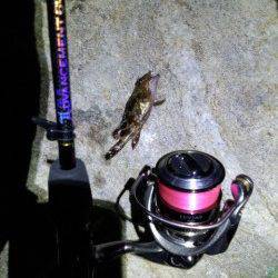 明石港のアジング・・・寒さに耐えかねて貧果のまま撤収