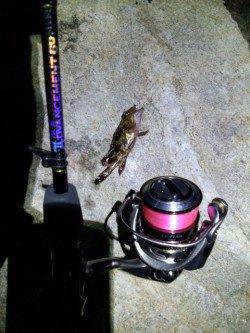 明石港のアジング・・・寒さに耐えかねて貧果のまま撤収