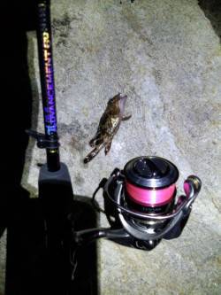 明石港のアジング・・・寒さに耐えかねて貧果…