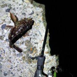 新浜漁港でシーズン初メバリング、楽しめました