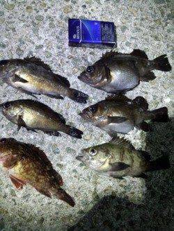 新浜漁港でシーズン初メバリング、楽しめました