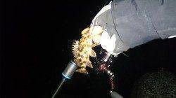 妻鹿（白浜）漁港でのガシリング♪