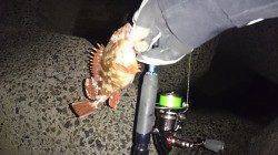 妻鹿（白浜）漁港でのガシリング♪