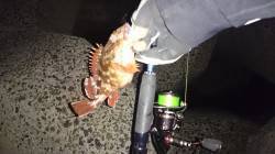 妻鹿（白浜）漁港でのガシリング♪