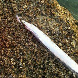 伊保港で朝まづめ狙い、太刀魚ワインド釣果