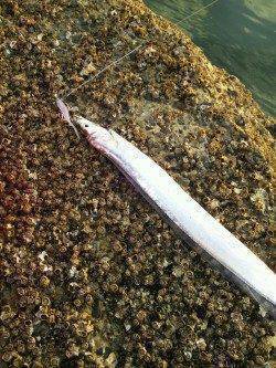 伊保港で朝まづめ狙い、太刀魚ワインド釣果