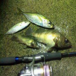 足下と常夜灯下で良型のアジ・メバル　