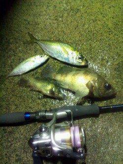 足下と常夜灯下で良型のアジ・メバル　