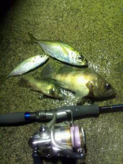 足下と常夜灯下で良型のアジ・メバル　