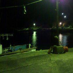 足下と常夜灯下で良型のアジ・メバル　