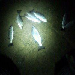 蒲井漁港　ライトタックルでセイゴ入れ食い♪