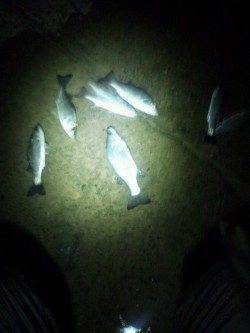 蒲井漁港　ライトタックルでセイゴ入れ食い♪