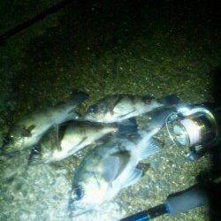 最大24cmのメバルはよく引きました！