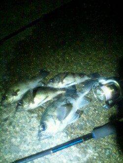 最大24cmのメバルはよく引きました！