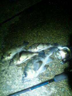 最大24cmのメバルはよく引きました！