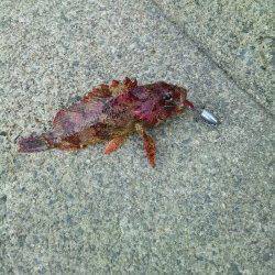 最大24cmのメバルはよく引きました！