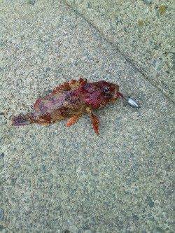 最大24cmのメバルはよく引きました！