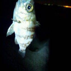 東二見のメバリング、シャローをドリフトさせヒット