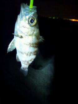 東二見のメバリング、シャローをドリフトさせ…