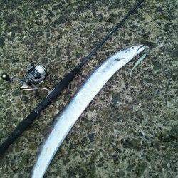 居残りのタチウオ狙い、明るくなった時ガツンときました！