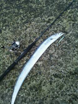 居残りのタチウオ狙い、明るくなった時ガツン…