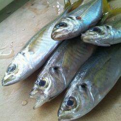 妻鹿漁港と灘浜の間の水路でのアジング・メバリング釣果