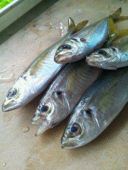 妻鹿漁港と灘浜の間の水路でのアジング・メバリング釣果