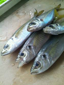 妻鹿漁港と灘浜の間の水路でのアジング・メバ…