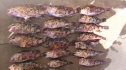 本荘ケーソン　胴突き仕掛けでガシラの数釣り…