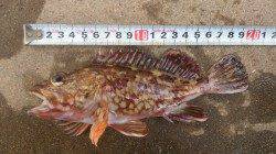 本荘ケーソン　胴突き仕掛けでガシラの数釣り