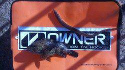 芦屋浜のガシラ・アナゴ、アタリ多く楽しめます