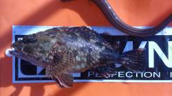 芦屋浜のガシラ・アナゴ、アタリ多く楽しめま…