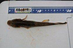 舞鶴西部で投げ釣り、良型のハゼなどの釣果