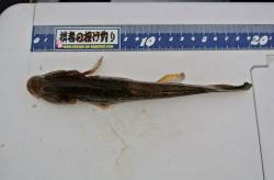 舞鶴西部で投げ釣り、良型のハゼなどの釣果