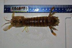 舞鶴西部で投げ釣り、良型のハゼなどの釣果