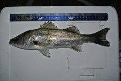 ライトタックルで32cmのシーバス　舞洲でちょい投げ釣行