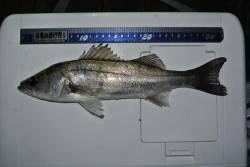 ライトタックルで32cmのシーバス　舞洲で…