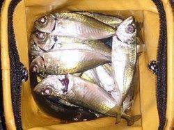 明石港にてアジ狙いのウキ釣り、後半にパタパタとつれました