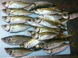 明石港にてアジ狙いのウキ釣り、後半にパタパタとつれました