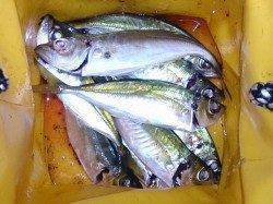 明石港でのウキ釣りでアジ狙い、終盤になってやっと短時間連発