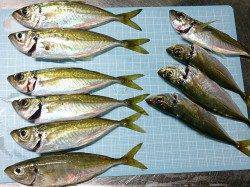 明石港でのウキ釣りでアジ狙い、終盤になってやっと短時間連発