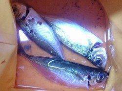 明石港でのウキ釣り、アジの釣果