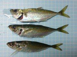 明石港でのウキ釣り、アジの釣果