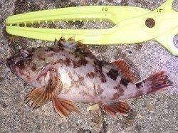 林崎漁港、ぶっこみ釣りでアナゴの釣果