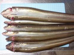 林崎漁港、ぶっこみ釣りでアナゴの釣果